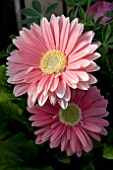 GERBERA JAMESONII PINK