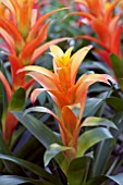 GUZMANIA MARJAN