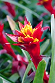 GUZMANIA