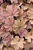 HEUCHERA CARAMEL