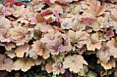 HEUCHERA SOUTHERN COMFORT