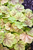 HEUCHERA TIRAMISU