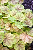 HEUCHERA TIRAMISU