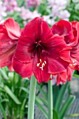 HIPPEASTRUM HADECO MIRACLE