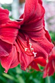 HIPPEASTRUM HADECO MIRACLE