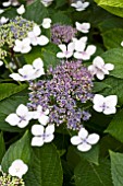 HYDRANGEA MACROPHYLLA LACE CAP BLUE