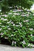 HYDRANGEA MACROPHYLLA LACE CAP BLUE