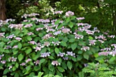 HYDRANGEA MACROPHYLLA LACE CAP BLUE