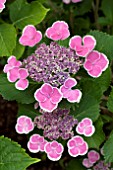 HYDRANGEA MACROPHYLLA LACE CAP DEEP PINK