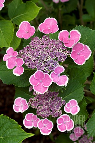 HYDRANGEA_MACROPHYLLA_LACE_CAP_DEEP_PINK