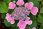 HYDRANGEA MACROPHYLLA LACE CAP DEEP PINK