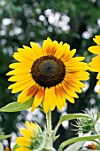 HELIANTHUS ANNUUS SOLAR POWER