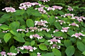 HYDRANGEA MACROPHYLLA LACE CAP PINK