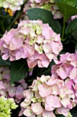 HYDRANGEA MACROPHYLLA LIGHT PINK