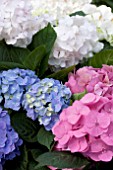 HYDRANGEA MACROPHYLLA MIX