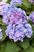 HYDRANGEA MACROPHYLLA PURPLE