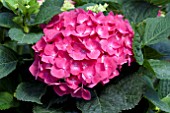 HYDRANGEA MACROPHYLLA RED