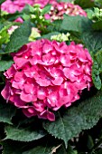 HYDRANGEA MACROPHYLLA RED