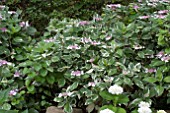 HYDRANGEA MACROPHYLLA VARIEGATA