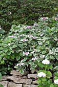 HYDRANGEA MACROPHYLLA VARIEGATA