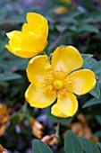 HYPERICUM PATULUM HIDCOTE