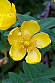 HYPERICUM PATULUM HIDCOTE