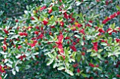 ILEX VOMITORIA BERRIES