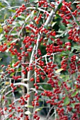 ILEX VOMITORIA PENDULA BERRIES