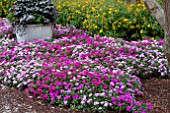 IMPATIENS WALLERANA SPLISH SPLASH MIX