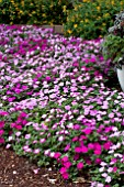 IMPATIENS WALLERANA SPLISH SPLASH MIX