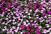 IMPATIENS WALLERANA SPLISH SPLASH MIX