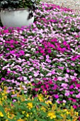 IMPATIENS WALLERANA SPLISH SPLASH MIX