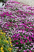 IMPATIENS WALLERANA SPLISH SPLASH MIX