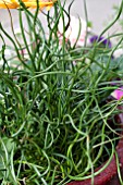 JUNCUS EFFUSUS SPIRALIS