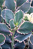 KALANCHOE FEDTSCHENKOI