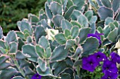 KALANCHOE FEDTSCHENKOI