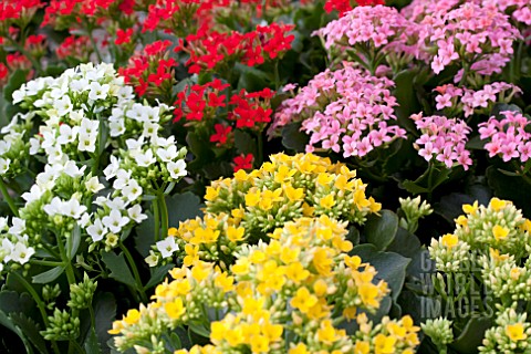 KALANCHOE_MIX_COLORS