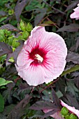 HIBISCUS MOSCHEUTOS SUMMER STORM