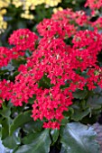 KALANCHOE RED