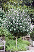 HIBISCUS SYRIACUS STANDARD