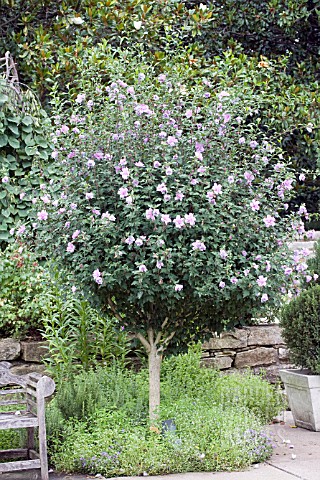 HIBISCUS_SYRIACUS_STANDARD