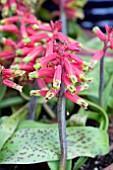 LACHENALIA ROSABETH