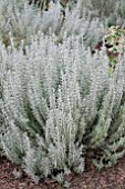 LAVANDULA STOECHAS SILVER ANOUK