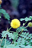 LEUCAENA RETUSA