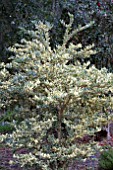 LIGUSTRUM JAPONICUM JACK FROST