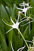 HYMENOCALLIS TROPICAL GIANT