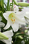 LILIUM LONGIFLORUM