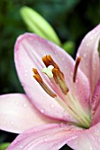 LILIUM ROSALITA