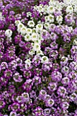 LOBULARIA MARITIMA CLEAR CRYSTAL MIX