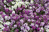 LOBULARIA MARITIMA CLEAR CRYSTAL MIX